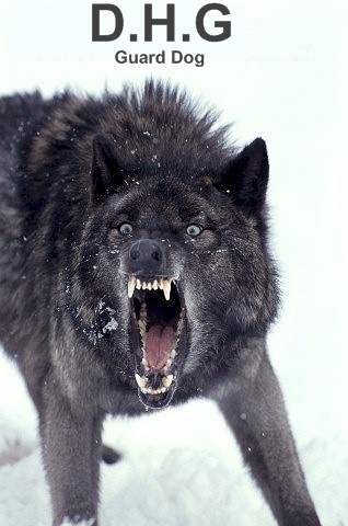 wolf13.jpg